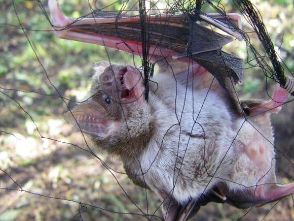 Vampiro capturado
