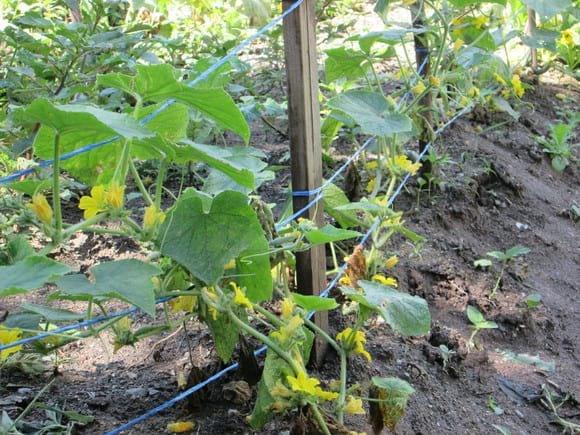 Planta de Pepino