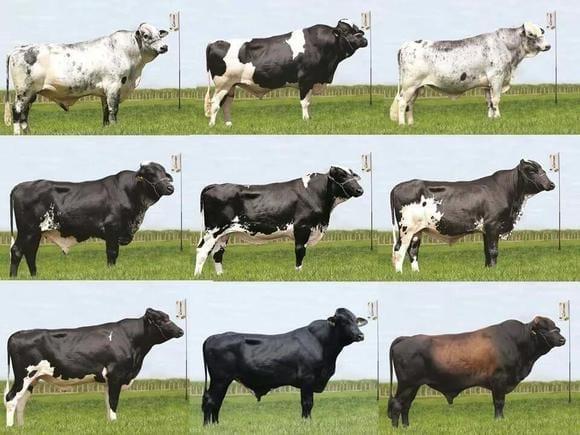 Distintas Razas Para Padres...(Genética Bovina)