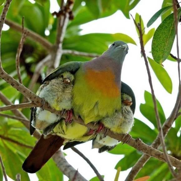 Amor Materno