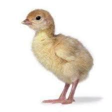 pavo bebe de un dia de nacido
