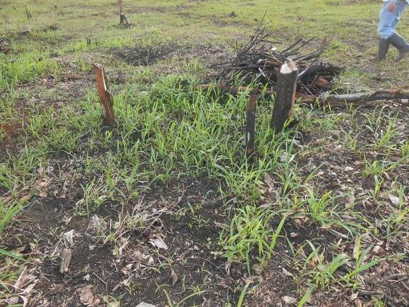 Germinacion de Pastos Mejorado San Ramon