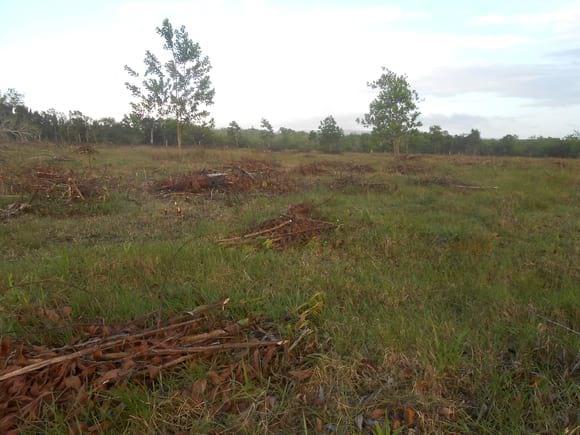 finca seleccionada para silvopastoril