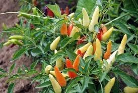paprika