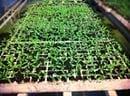 9Agricultura