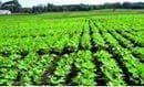 36Agricultura