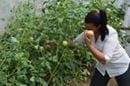 64Agricultura