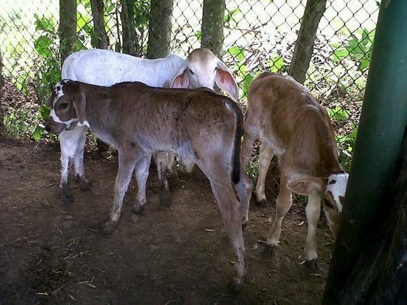 Nacimiento doble proposito