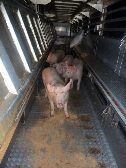 Bienestar Animal en el Transporte