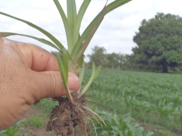 Cortadera (Cyperus ferax)