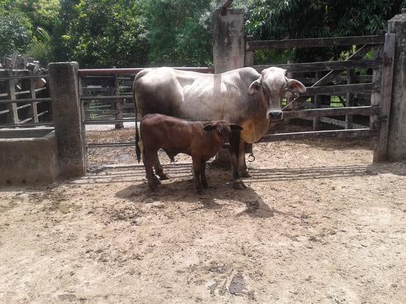 V.PARIDA F2SIMMENTAL(75%BRAHMAN-25%SIMMENTAL)