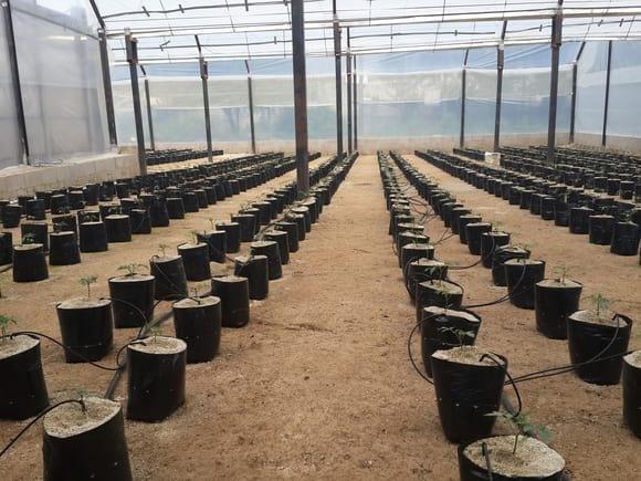 tomate en hidroponia en sustrato de pomez