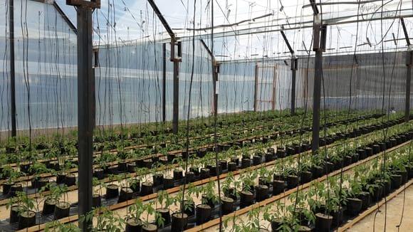 tomate hidroponia