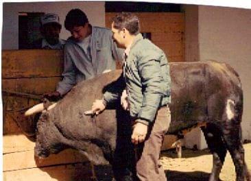 Toro de Lidia