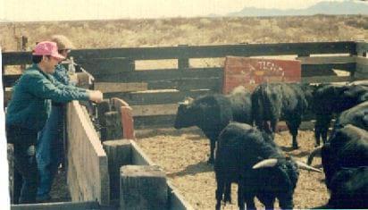 Toro de Lidia