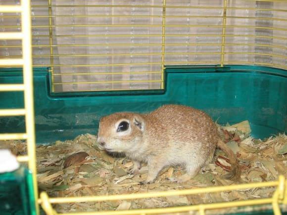 Ardilla terrestre