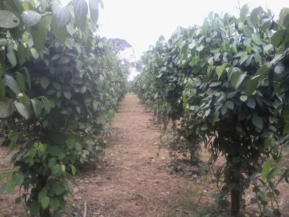 Cultivo de Pimienta Picante
