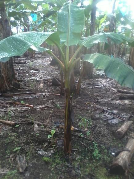 Platano ensayo en fertilizacion de mezcla quimica