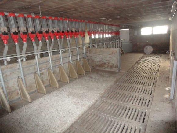 Gestación Colectiva