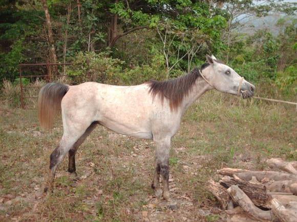 Caballo con tetano