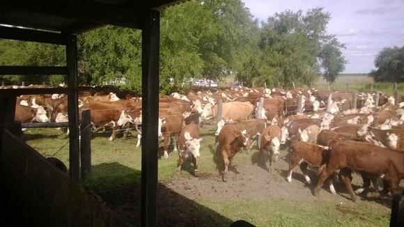 VACAS, INVERNADA, PREÑADAS Y PARIENDO...
