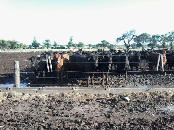 NOVILLOS, VAQUILLONAS DE FEED-LOTT