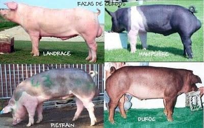 Raza de buena genetica