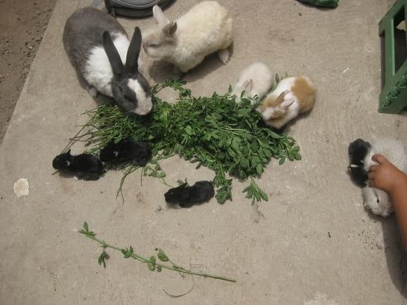 mis conejos