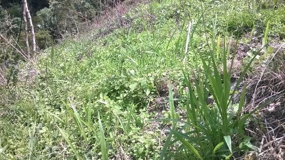 Renovacion de praderas en ladera con B. Brizanta G. sepium y T. gigantea