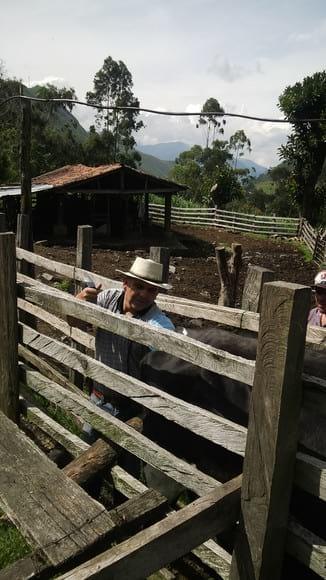 ecografia vacas diagnostico de prenez