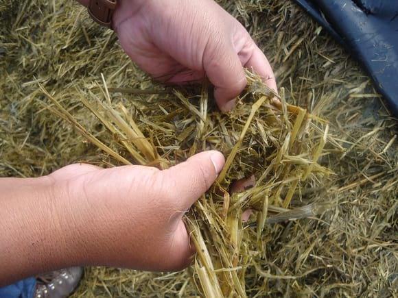Silo de Avena en grano lechoso para suplementación de animales en producción