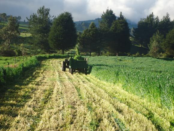 Cosecha de avena forrajera para silo a 3300 msnm