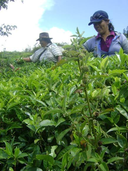 Plantación de té