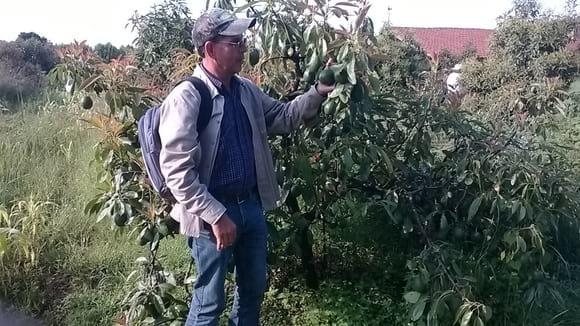 Huerta de Aguacates Orgánicos