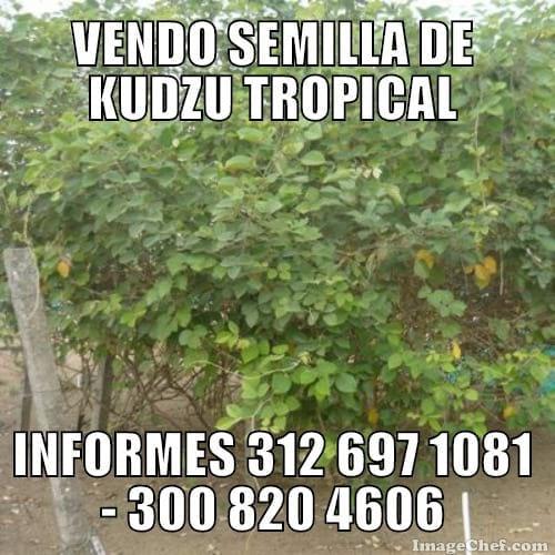 KUDZU TROPICAL