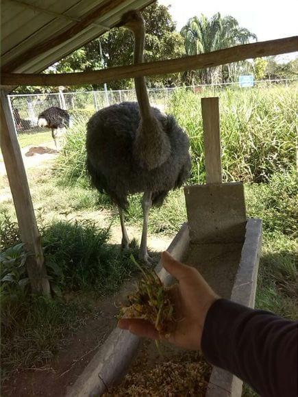 forraje verde hidropomico de maiz como suplemento en la dieta de los avestruces