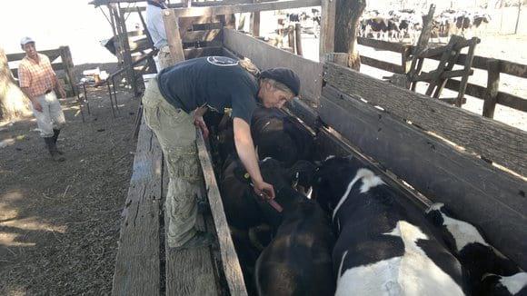 vacunación en la recría