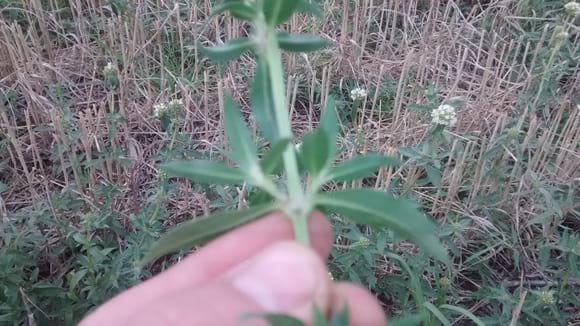 Borreria- Borreria Verticillata