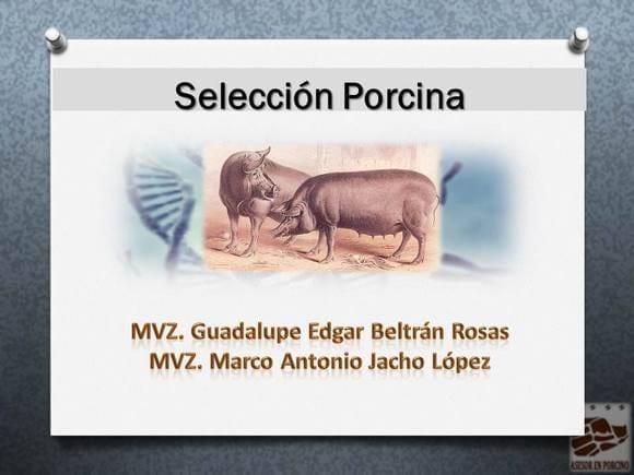 SELECCIÓN PORCINA