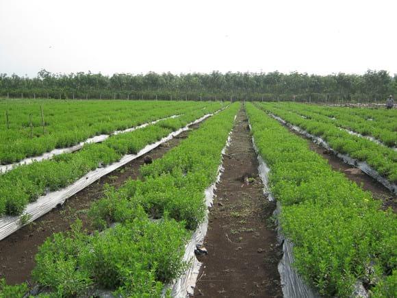 Cultivo de Stevia