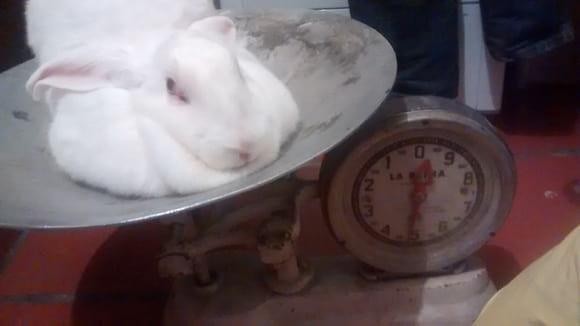 coneja neozelandes de 5 meses de edad