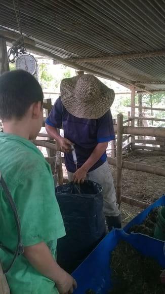 Adicion de E.M en silo de Bolsa para investigacion de campo
