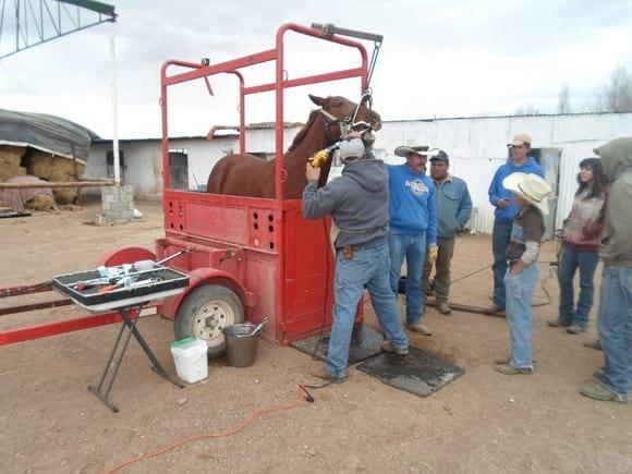 Odontología Equina