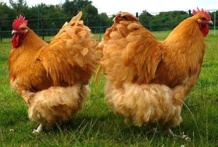 Gallinas Españolas con Broili