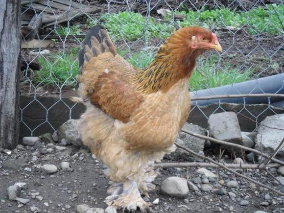 Gallina Rasa Overo con Holton Exselentes para poner
