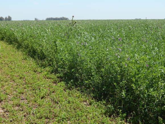 Alfalfa Hibry Force 2600