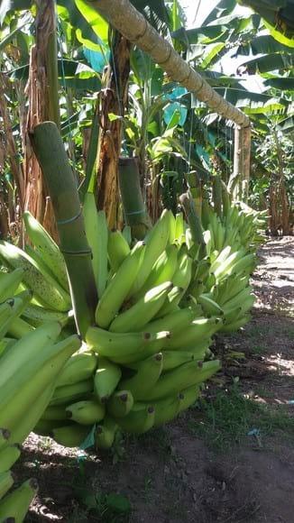 Producción de material resistente, en focos de enfermedades en plátano