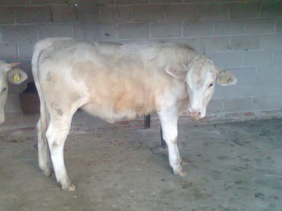 vaquillas charolais