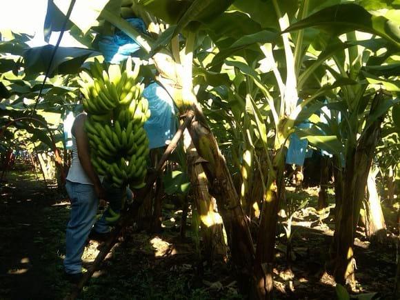 Racimos obtenidos con tratamientos de fertilizantes minerales ricos en silicio amorfo