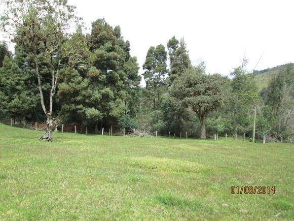 reforestacion con acacia negra y acacia japonesa en la finca los mellizos